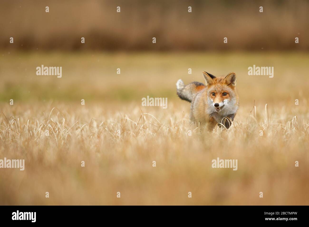 Fuchs steht im gelben Feld. Roter Fuchs auf der rechten Seite. Kopierbereich. Stockfoto