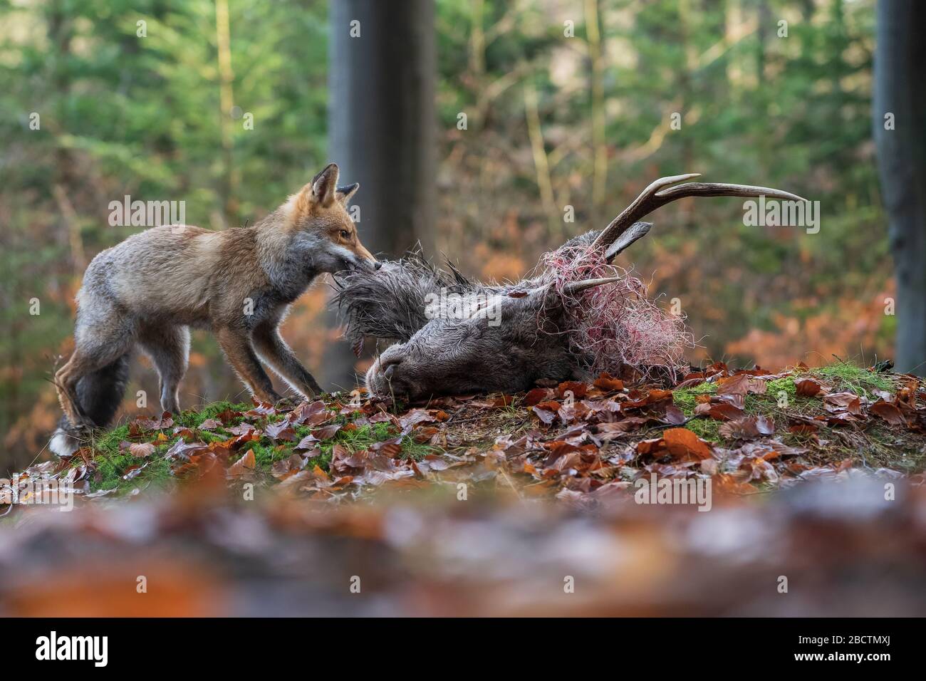 Rotfuchs reißt im Herbstwald einen gerissenen Hirsch. Vulpes vulpes. Stockfoto