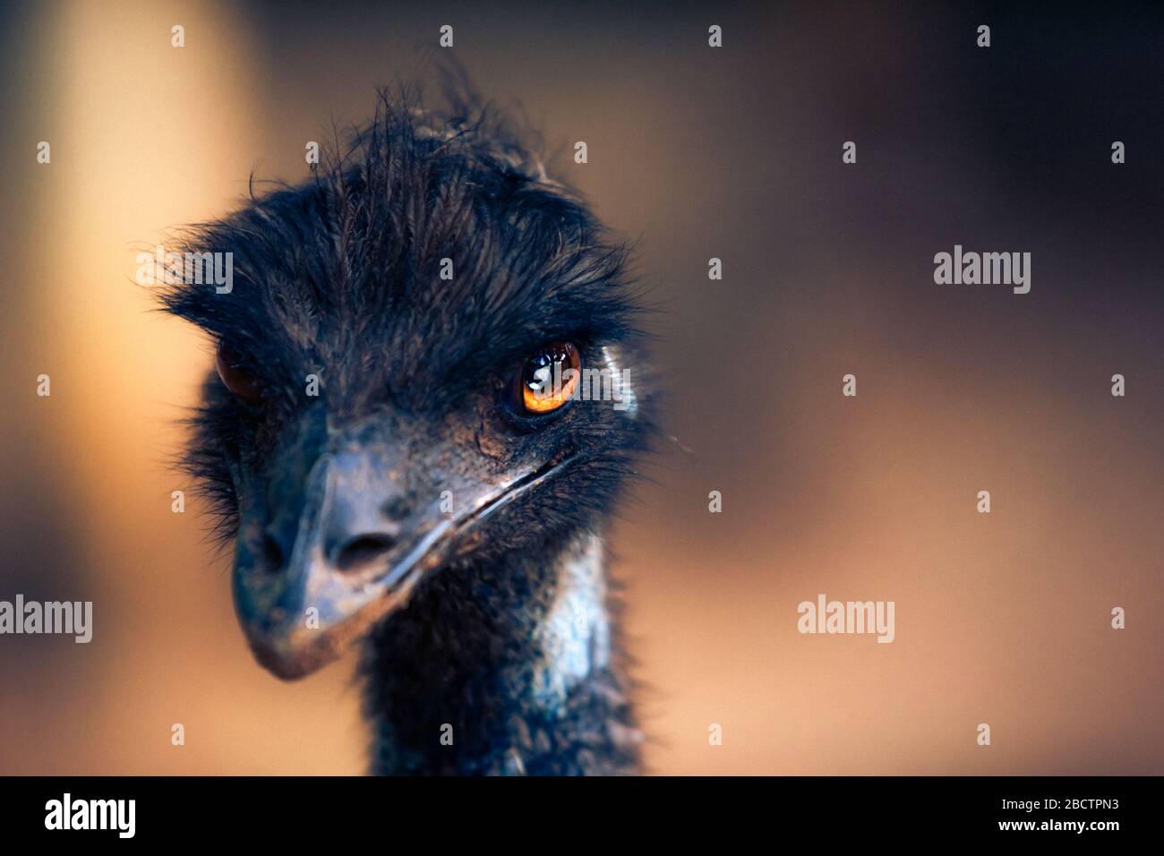 Nahaufnahme eines ewu-Vogels mit feurigen orangefarbenen Augen, die gerade aussehen. Geringe Schärfentiefe. Stockfoto