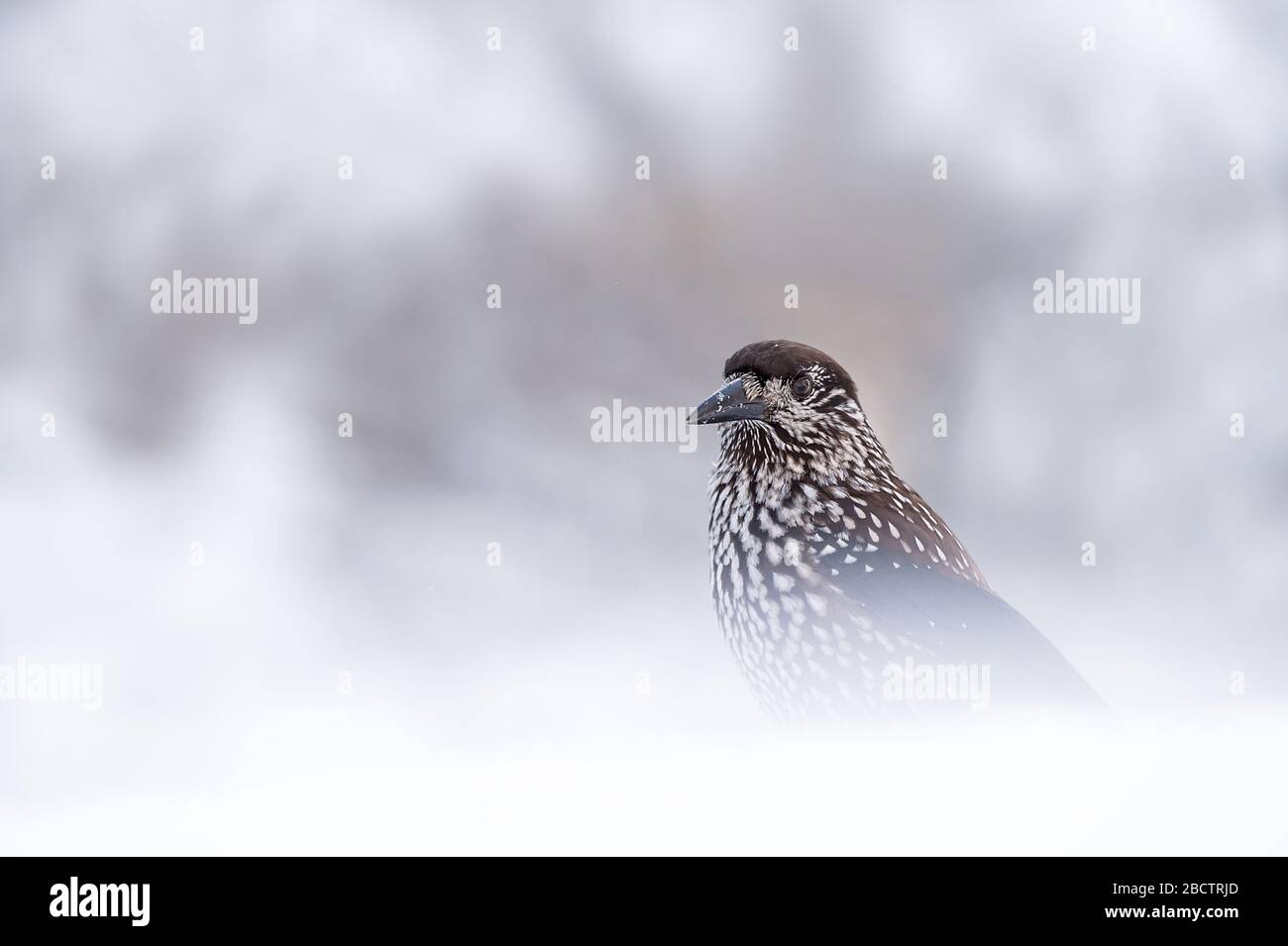 Gefleckte Nussknacker in Bulgarien Stockfoto