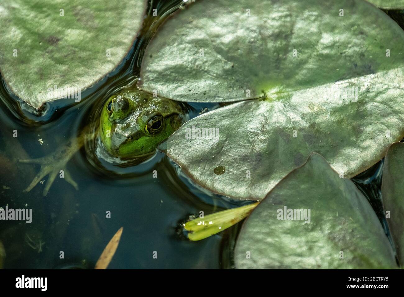 Frosch Im Teich Mit Seerosen Fotos Und Bildmaterial In Hoher Auflösung Alamy 5219