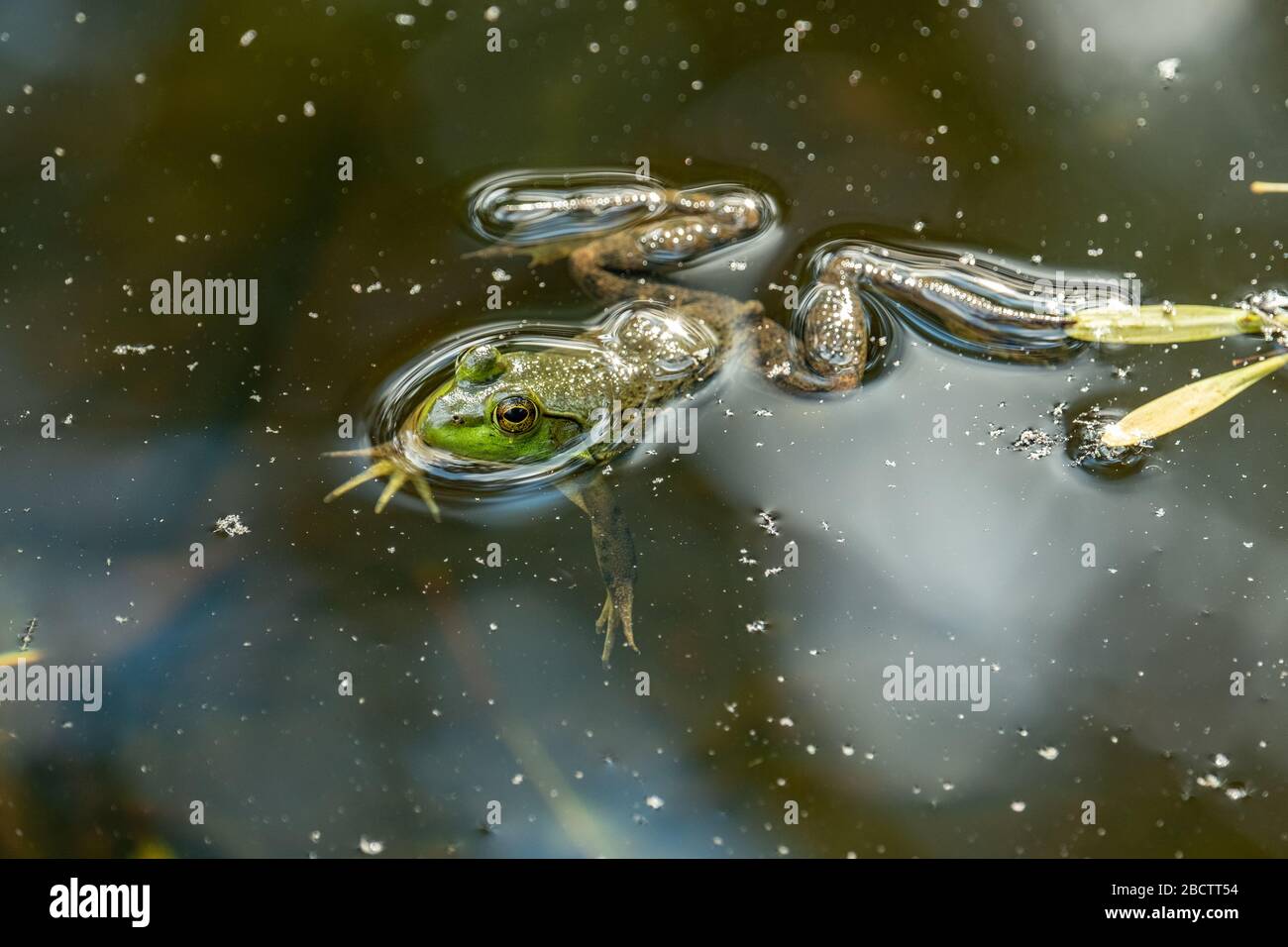 Frosch im teich mit seerosen Fotos und Bildmaterial in hoher