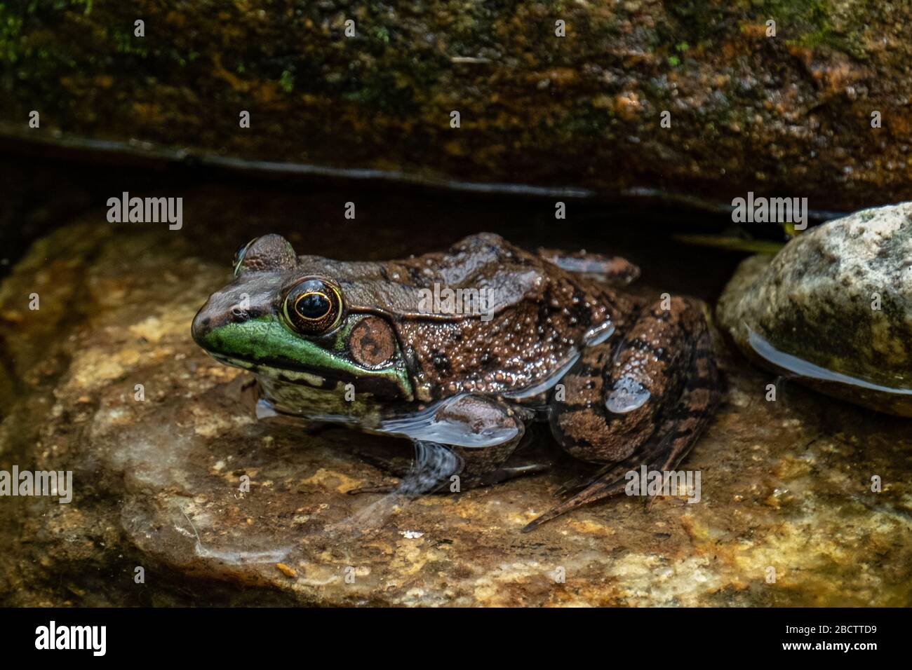 Ein grüner Frosch in einem kleinen Teich Stockfoto
