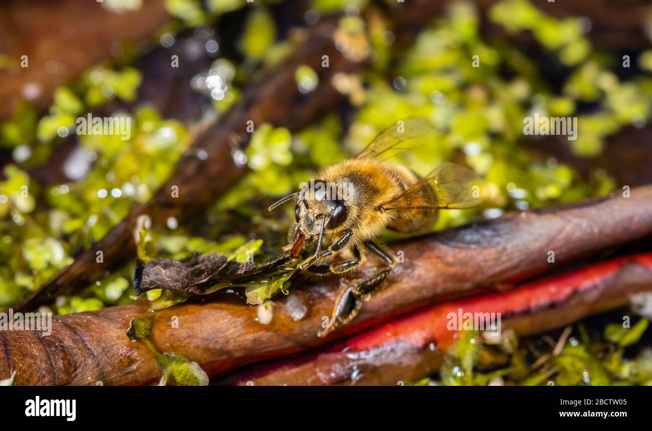 Nahaufnahme eines Zwergbienenbienenbienenbienenbienenbienenbienenbienenbienenbienenbienenbienenbienenbienenbienenbienenbienenbienenbienenbienenbienenb Stockfoto