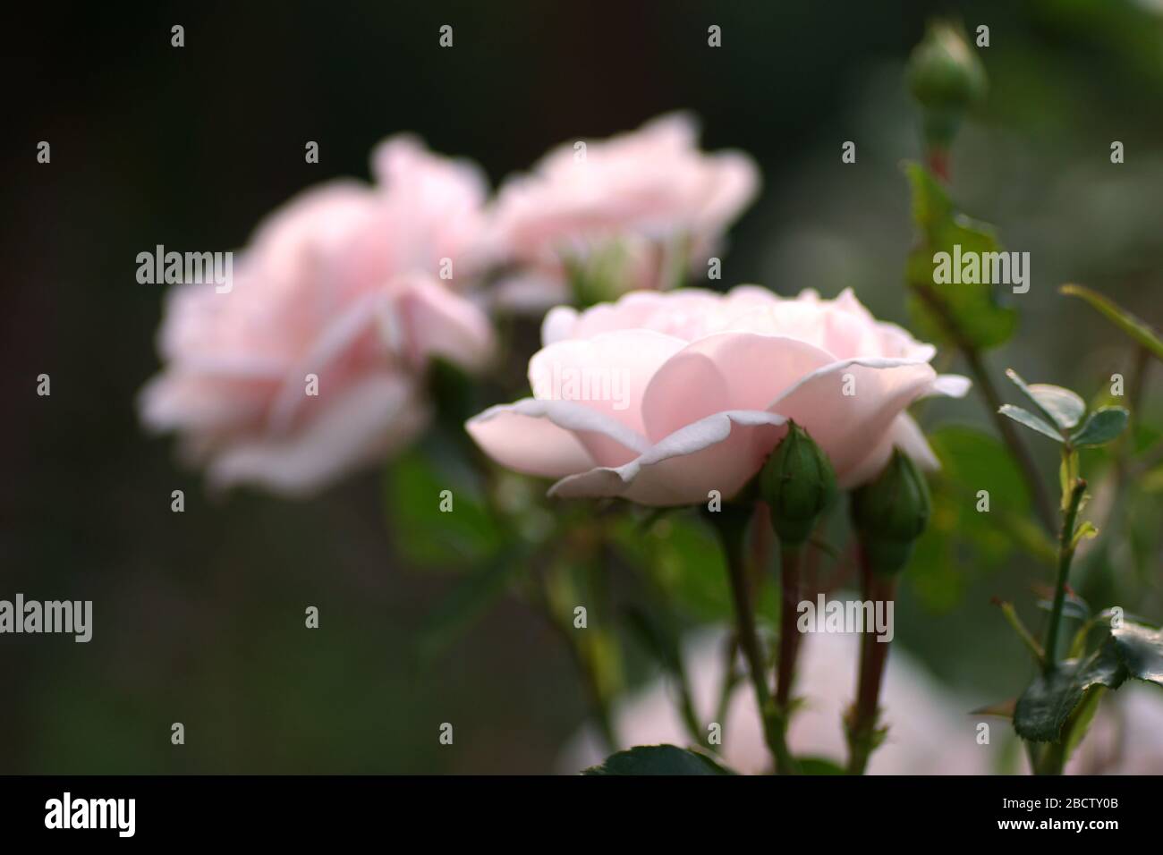 Zarte rosa Rosen blühen im Garten. Rosa Rosen auf grünem Bokeh-Hintergrund, verschwommener Hintergrund. Rosenblüte New Dawn. Stockfoto