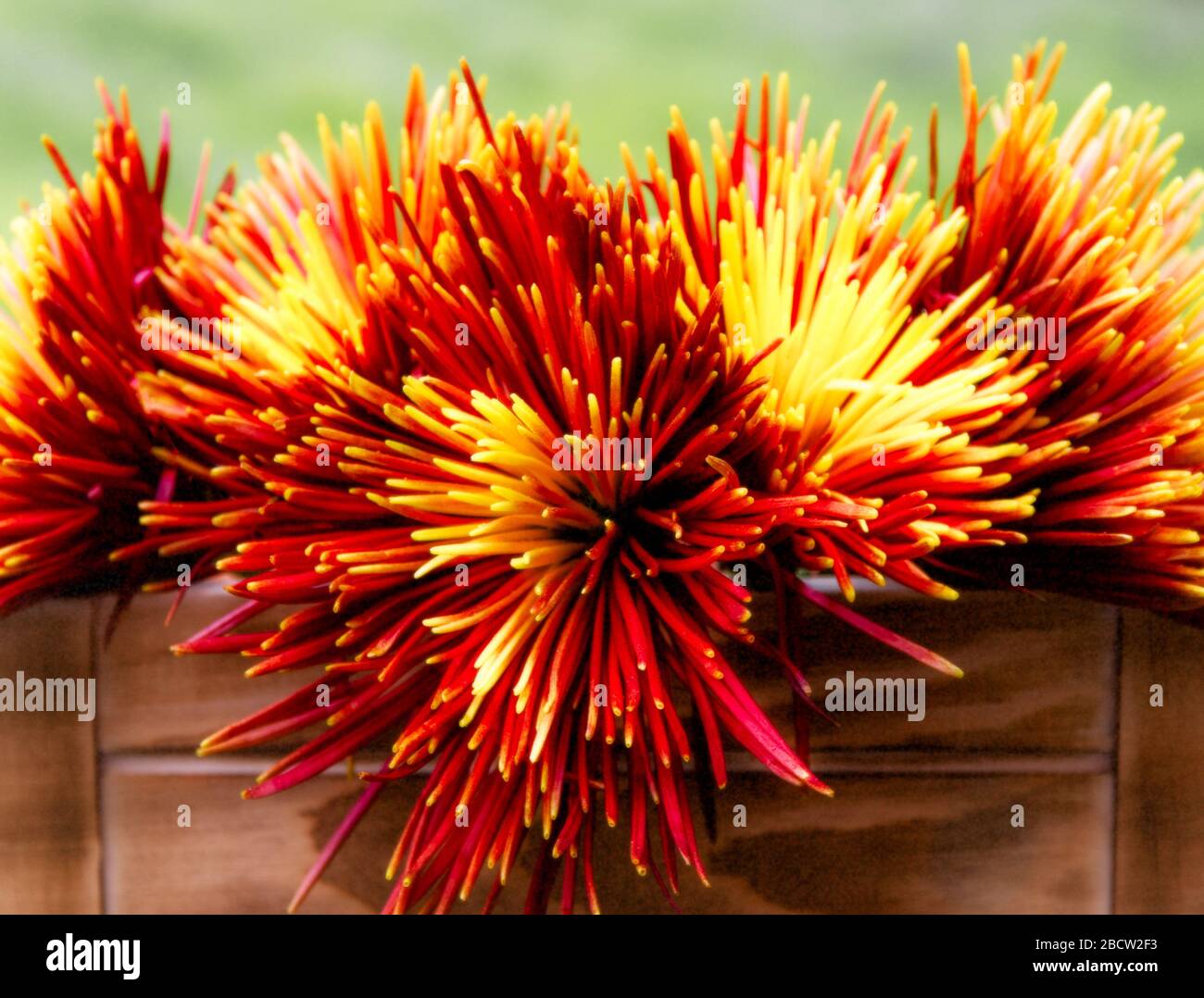 Nahaufnahme einer lebhaften weißen und rosafarbenen Cyclamen vor schwarzem Hintergrund. Stockfoto