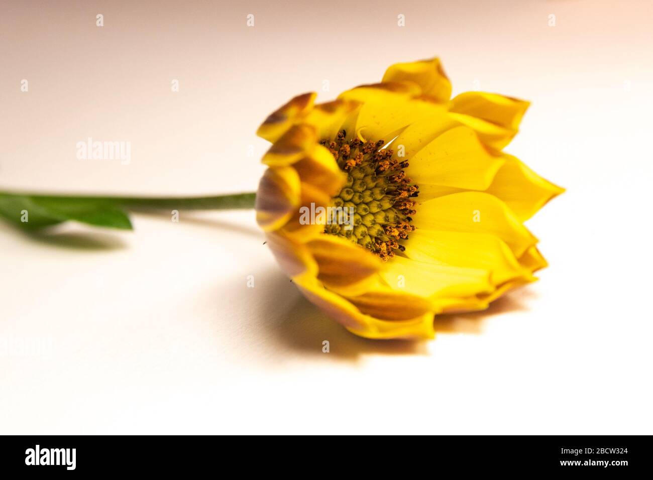 Sehen Sie sich eine gelbe Afrikanische Gänseblümchen auf einem peachigen Hintergrund an. Stockfoto