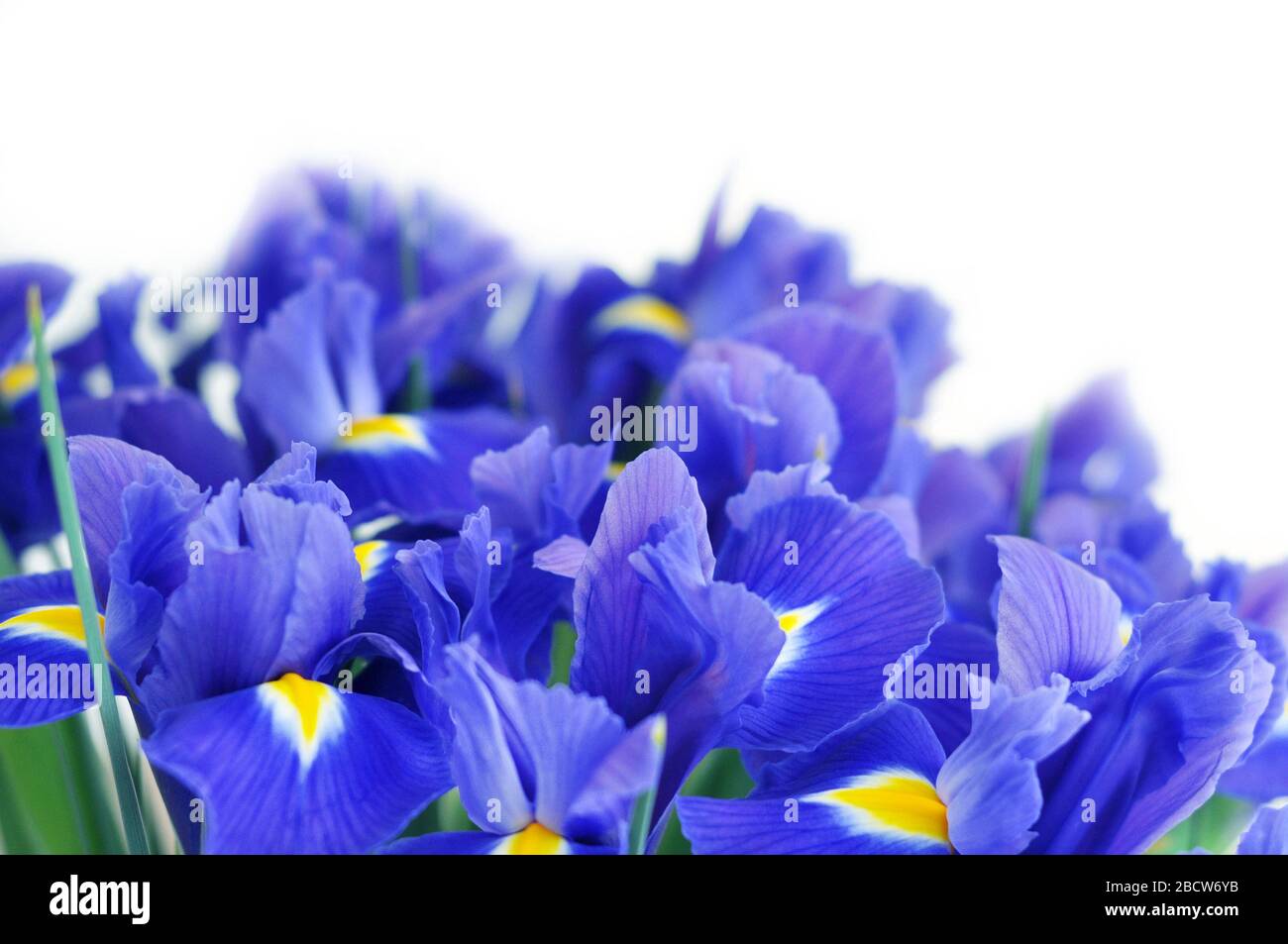 Frühlings-Blumenstrauß aus blauen Irissen. Schöne Blumen auf weißem Hintergrund und Platz für Text. Stockfoto