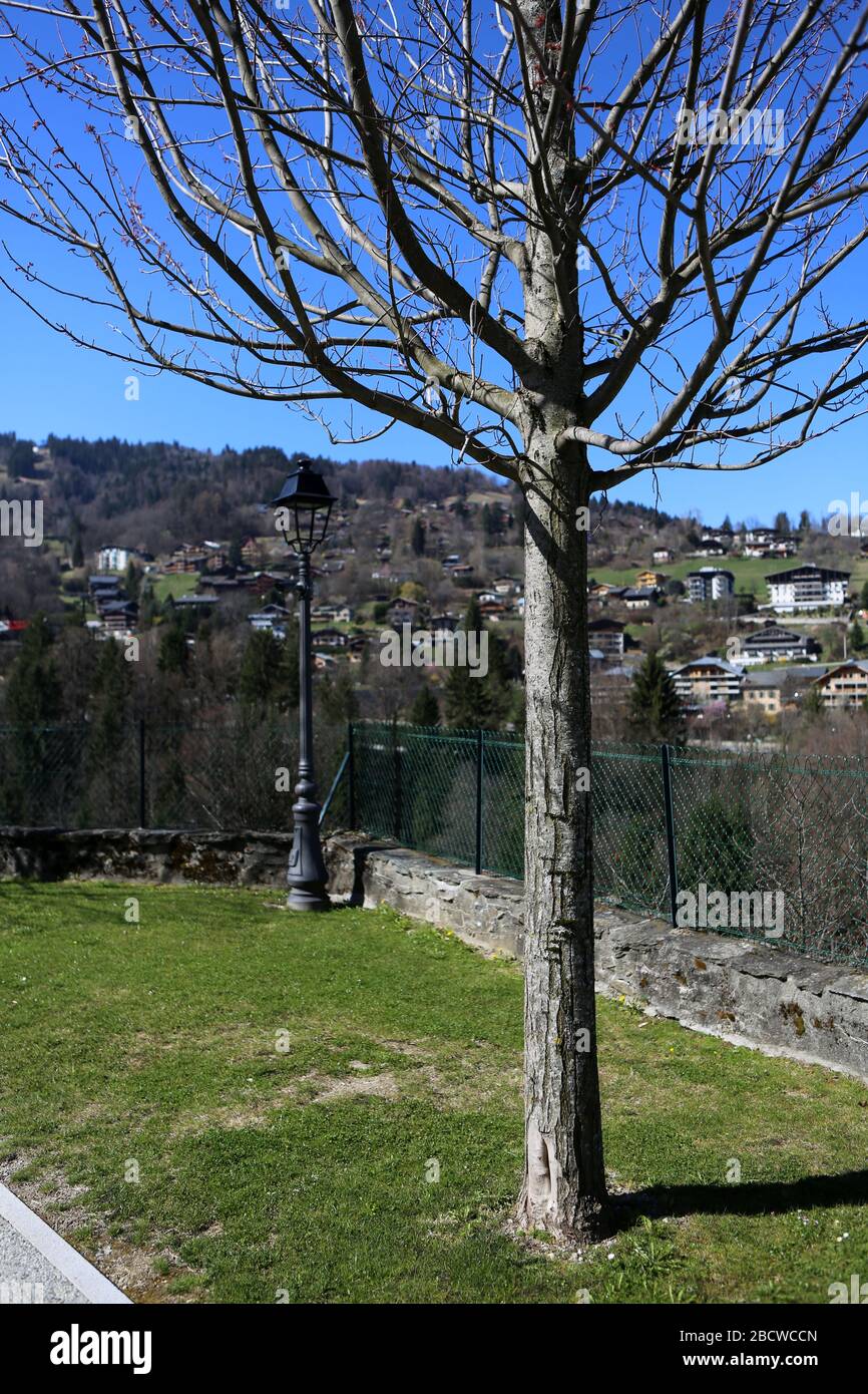 Arbre sans feuillage. Alpes françaises. Saint-Gervais-les-Bains. Haute-Savoie. Frankreich. Stockfoto