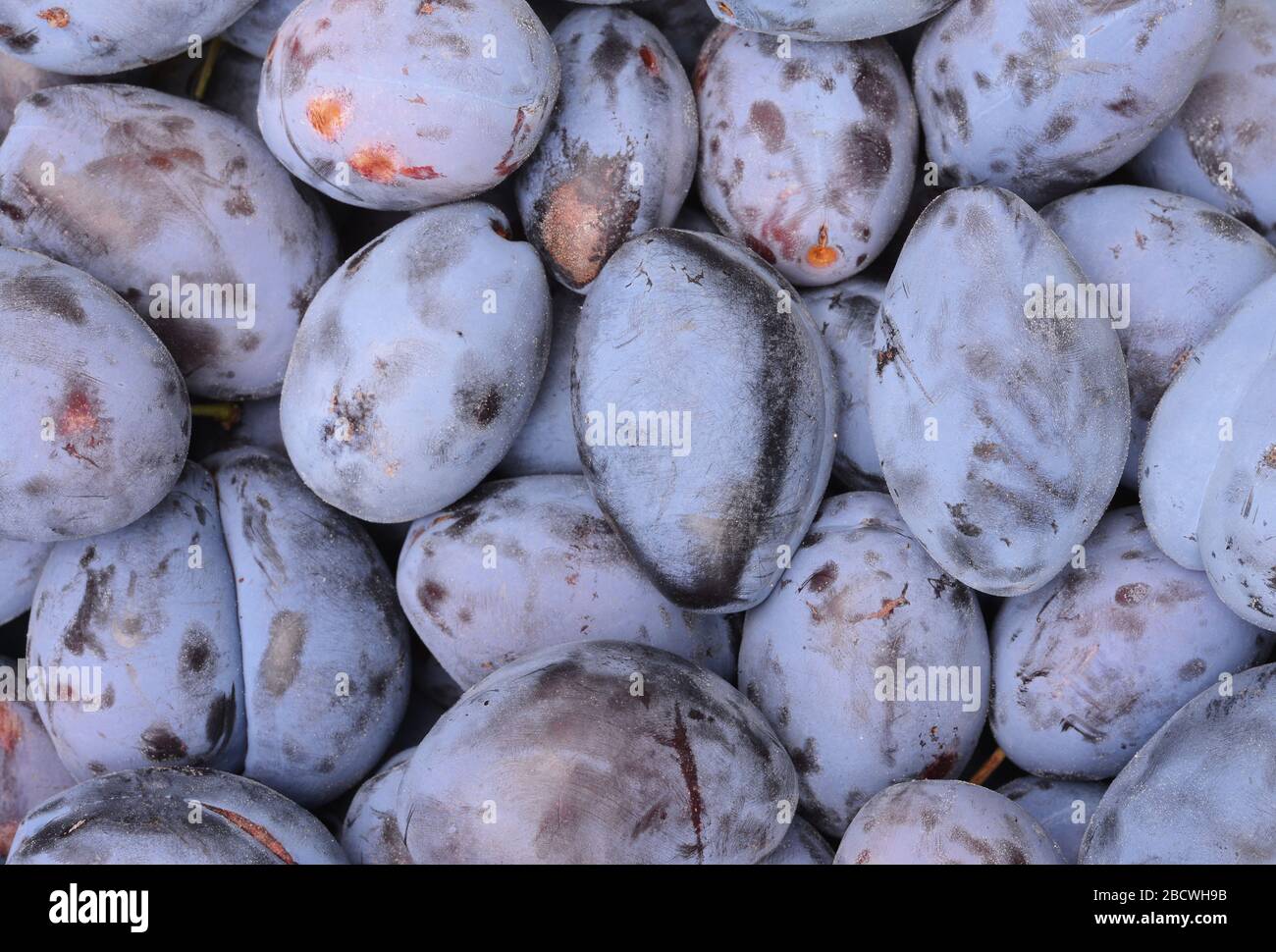 Pflaumen-Hintergrund Stockfoto