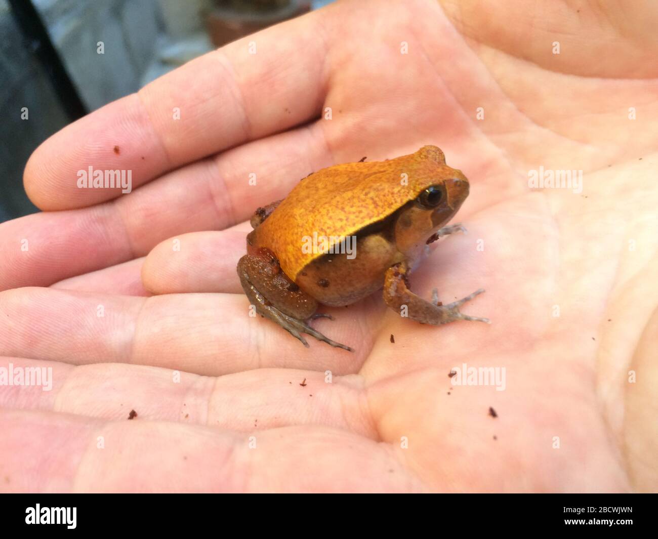 Tomatenfrosch. Arten: Guineti,Gattung: Dyscophus,Familie: Microhylidias,Ordnung: Anura,Klasse: Amphibia,Phylum: Chordata,Königreich: Animalia,Frog,Tomato Frog,Amphibian Tomato Frog Stockfoto