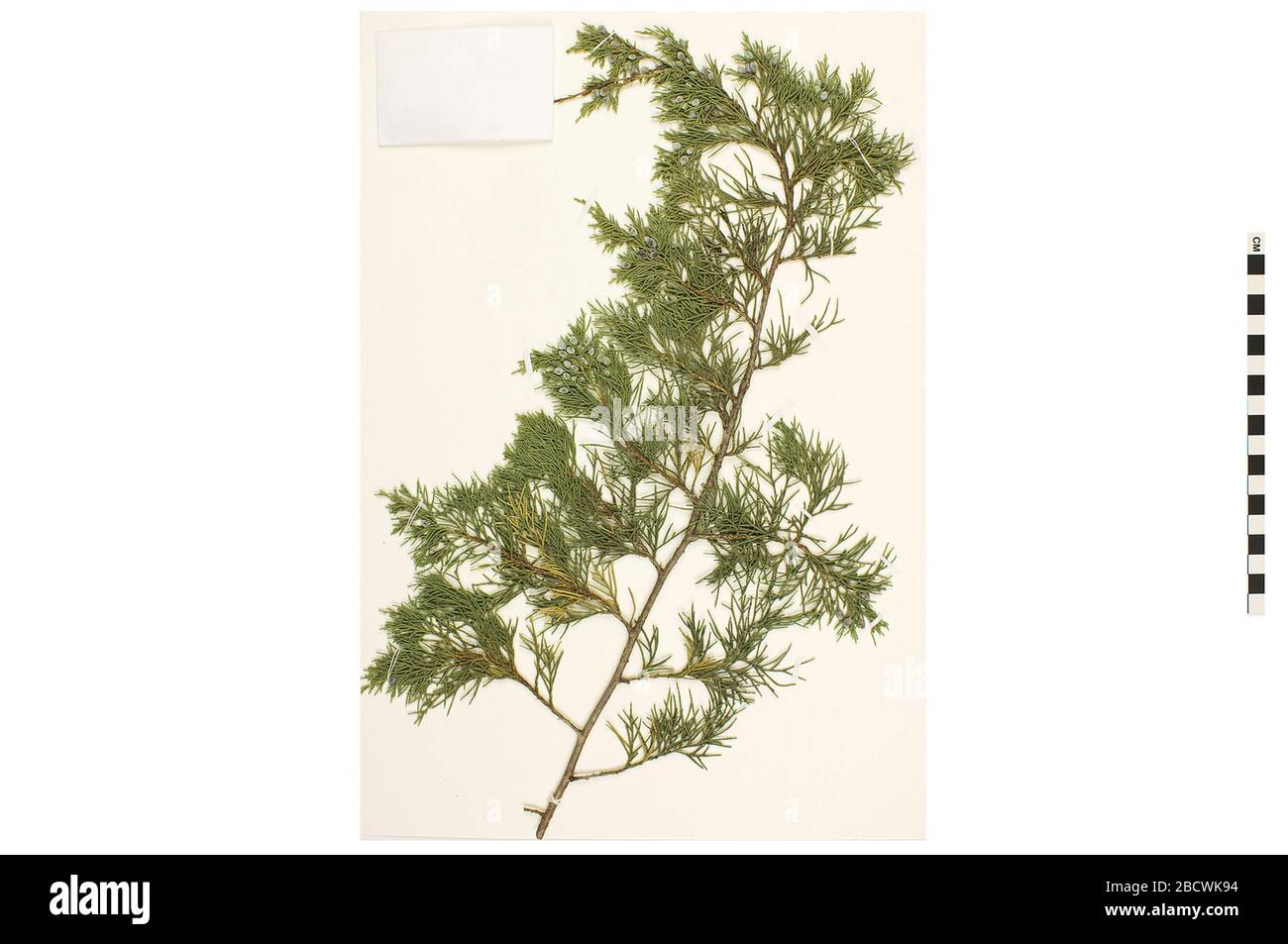 Ostredcedar. EO 401317 Eastern Red-cedar Juniperus virginiana 001.jpg Stockfoto