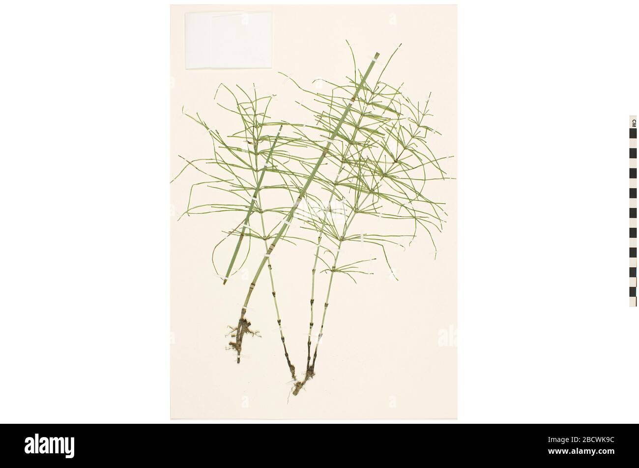 Horsetail. EO 401359 Horsetail Equisetum 001.jpg Stockfoto