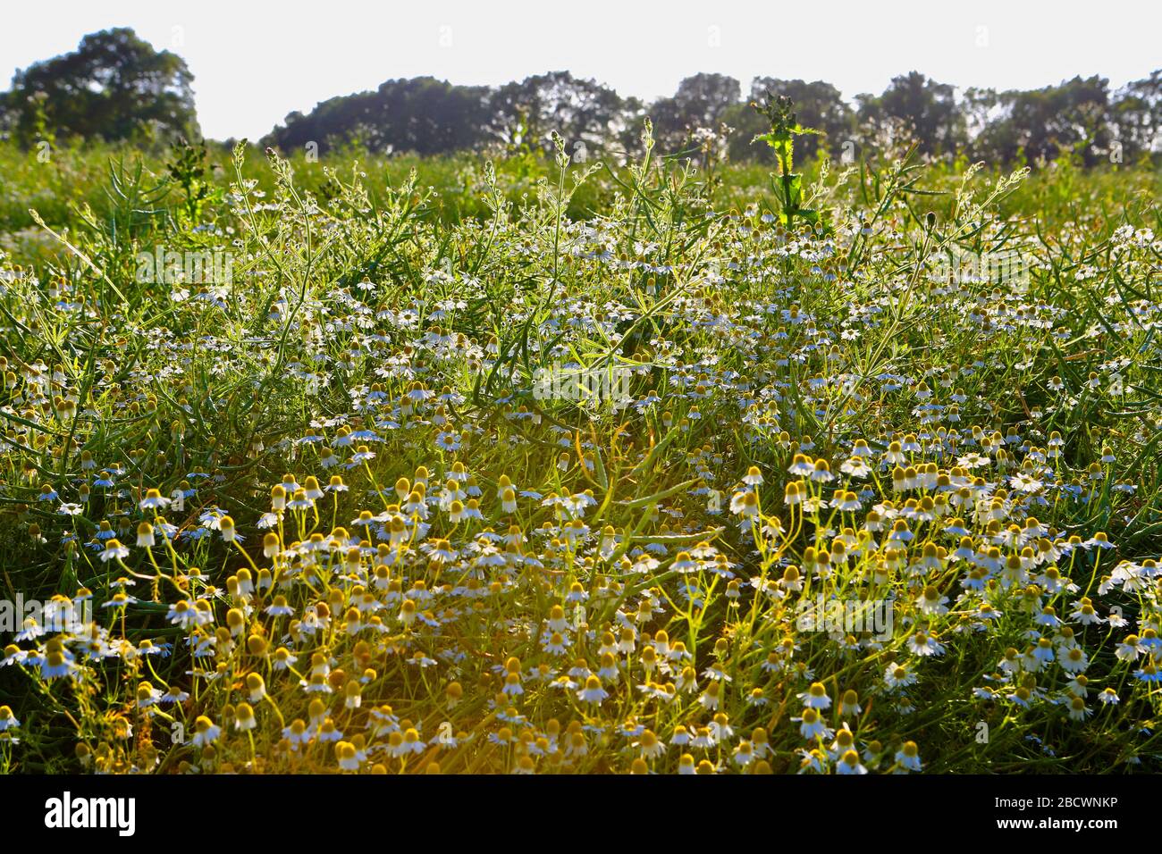 Sommerblumen, Kamille und Disteln, die in Südengland häufig sind, wachsen an Straßenrändern, Müllplätzen und Rändern von Kornfeldern, bis zu 50cm. Stockfoto