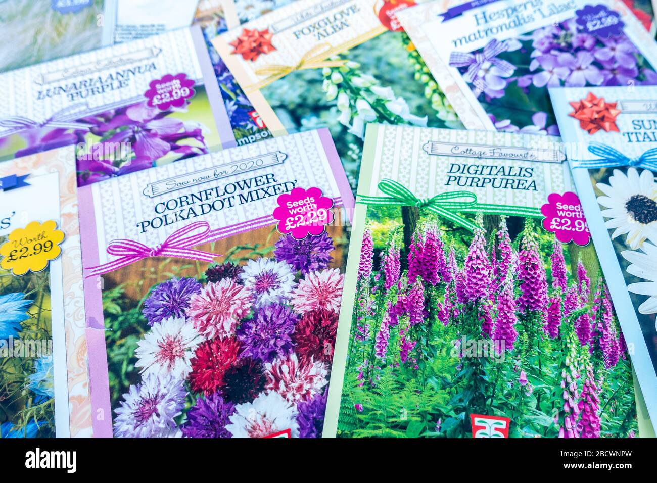 Blick auf die ausgelegten Samenpakete. Sie haben bunte Bilder von Blumen, die zeigen, was wachsen wird. Stockfoto