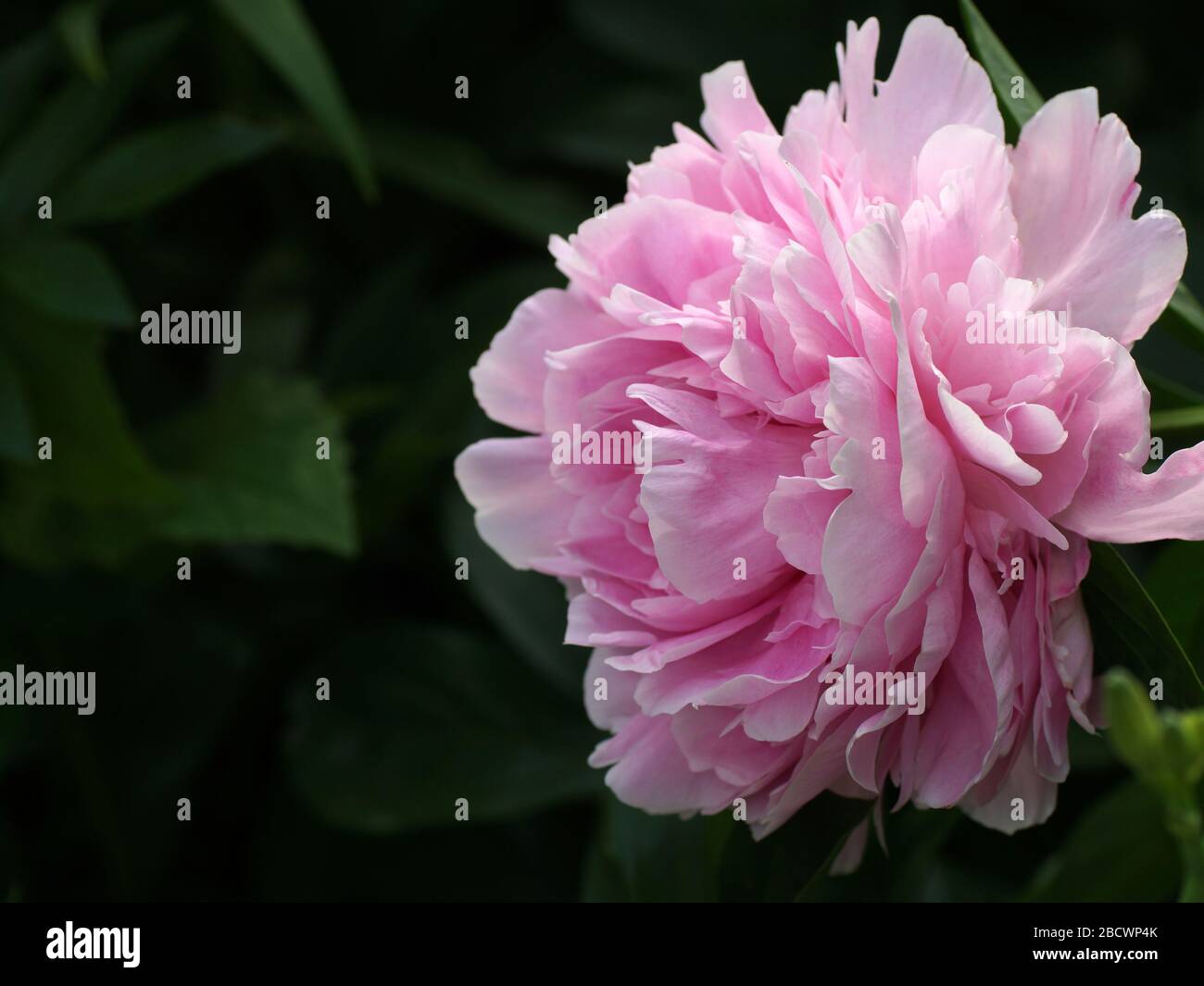 Eine rosafarbene Doppelknöchelblume schließt. Paeonia lactiflora Sarah Bernhardt. Stockfoto