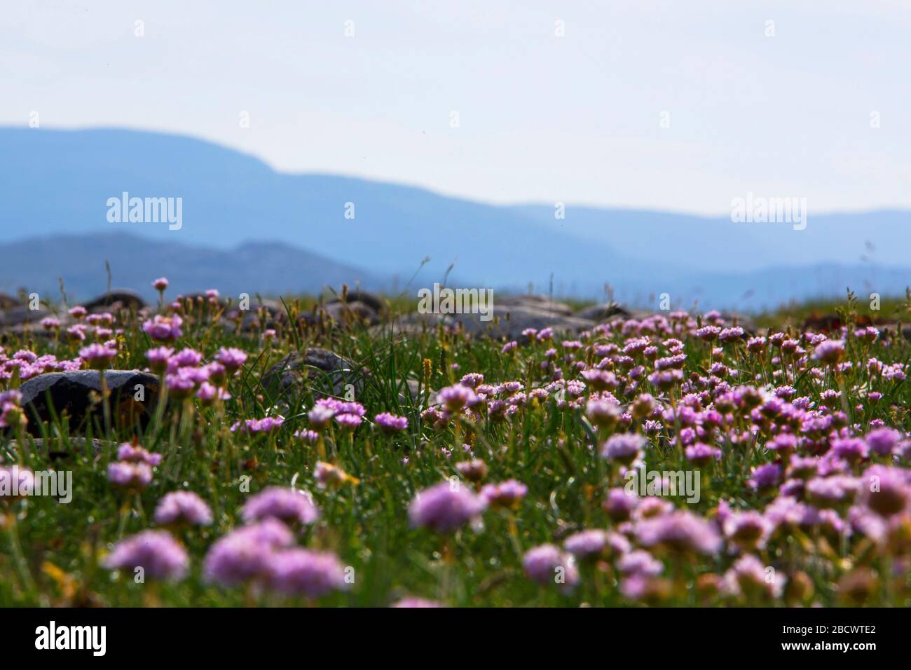 Meer Rosa, Armeria maritima, UK einheimischen perenial, bis zu 15cm, Blumen April bis August, Landschaft, gemeinsame auf Klippen, Salzwiesen, sandige Orte Stockfoto