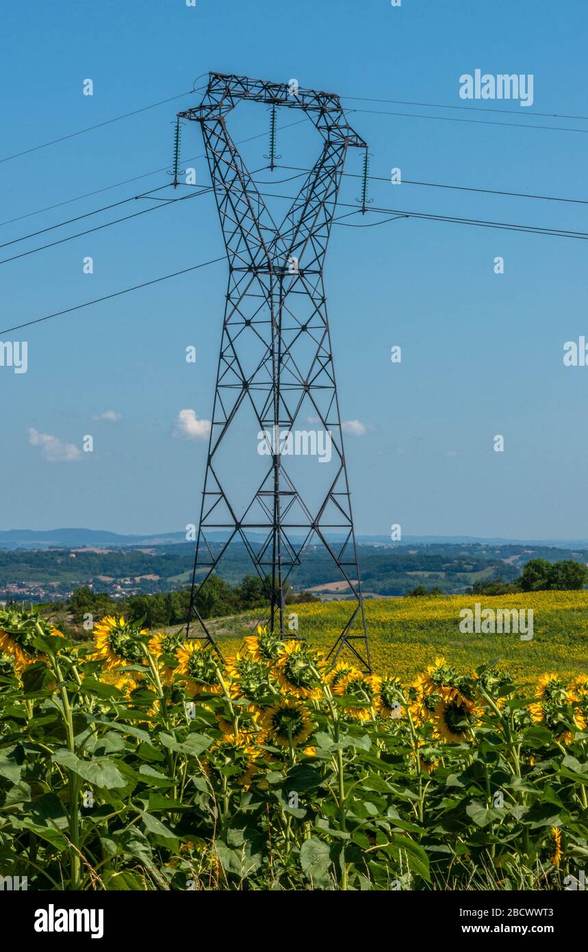 Portraitansicht eines Elektrizitätspylons inmitten eines Sonnenblumenfeldes im Süden Frankreichs. Stockfoto