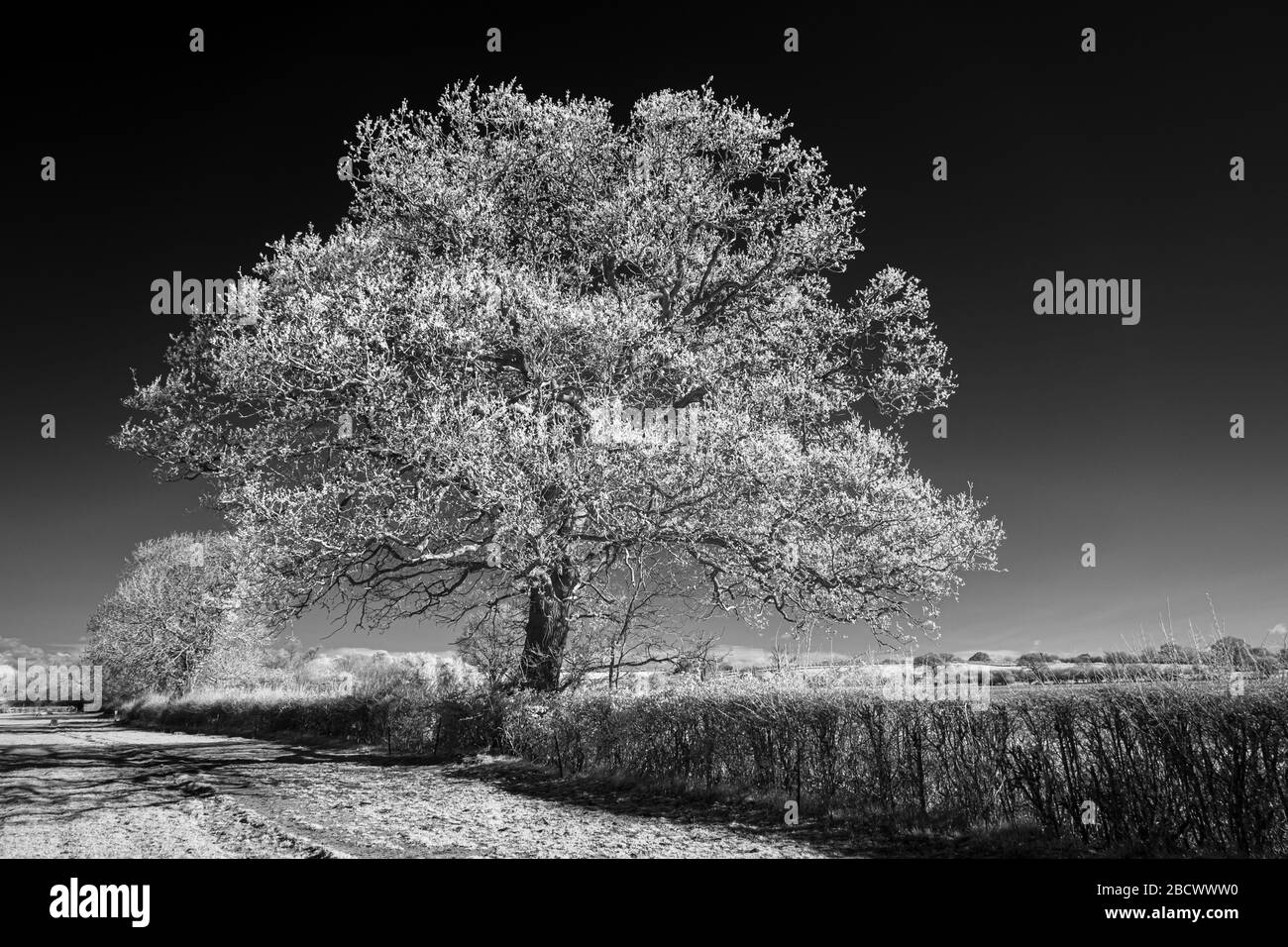 Ein einzelner Baum in einer Hecke, aufgenommen im Infrarot (720 nm) und in Schwarzweiß umgewandelt. Stockfoto