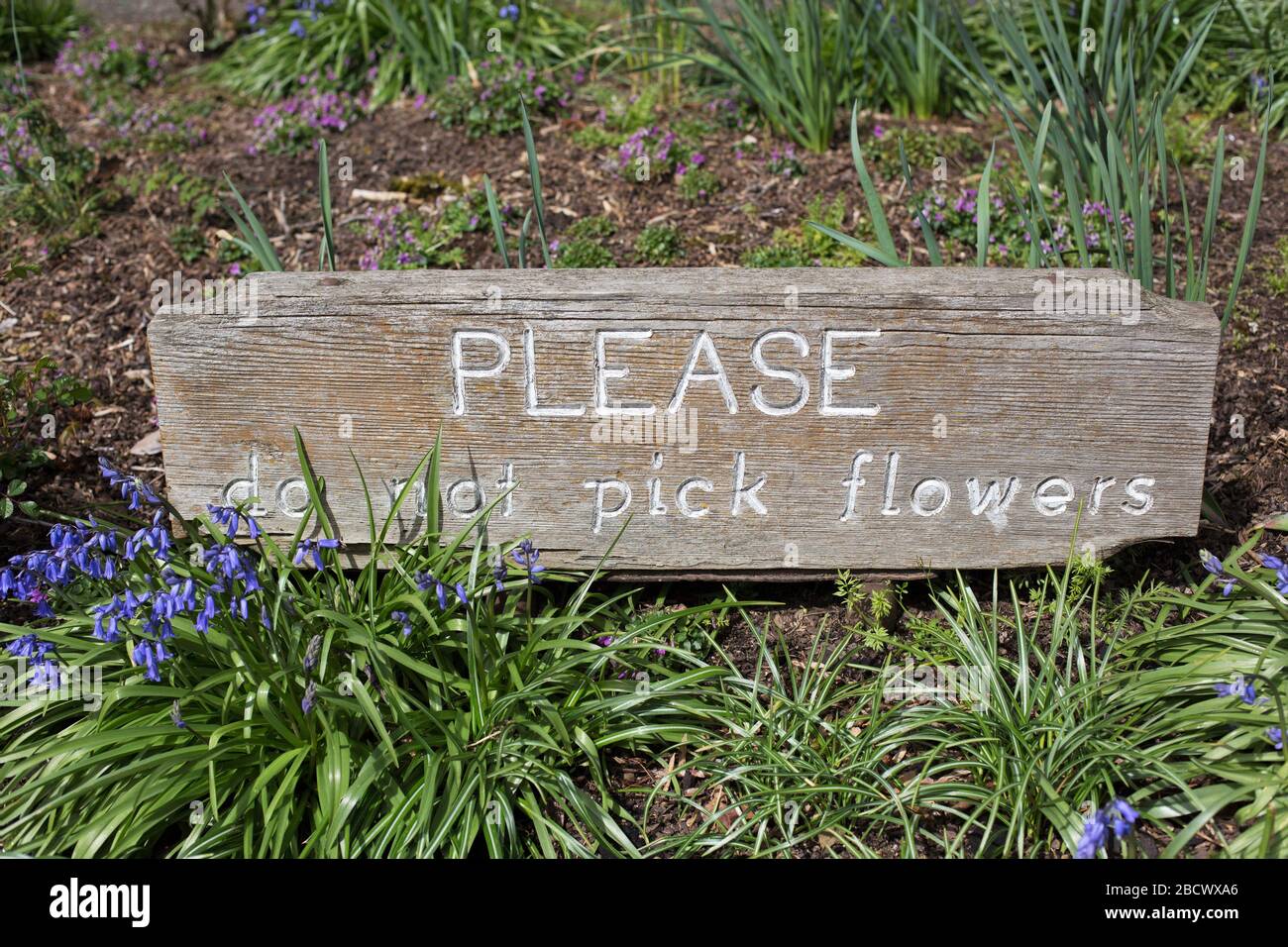 Ein Schild mit dem Hinweis "keine pflücken Blumen" in einem Garten. Stockfoto