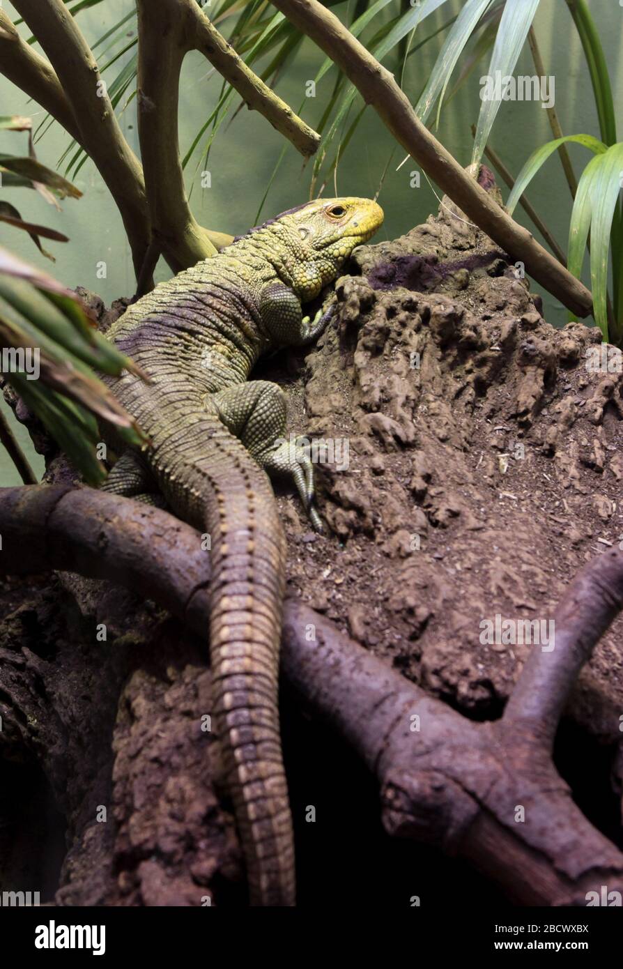 Caiman Licard. Arten: Guianensis,Gattung: Dracaena,Familie: Teiiiden,Ordnung: Squamata,Klasse: Reptilia,Phylum: Chordata,Königreich: Animalia,Caiman Licard,Licard,Reptile Caiman Licard Stockfoto