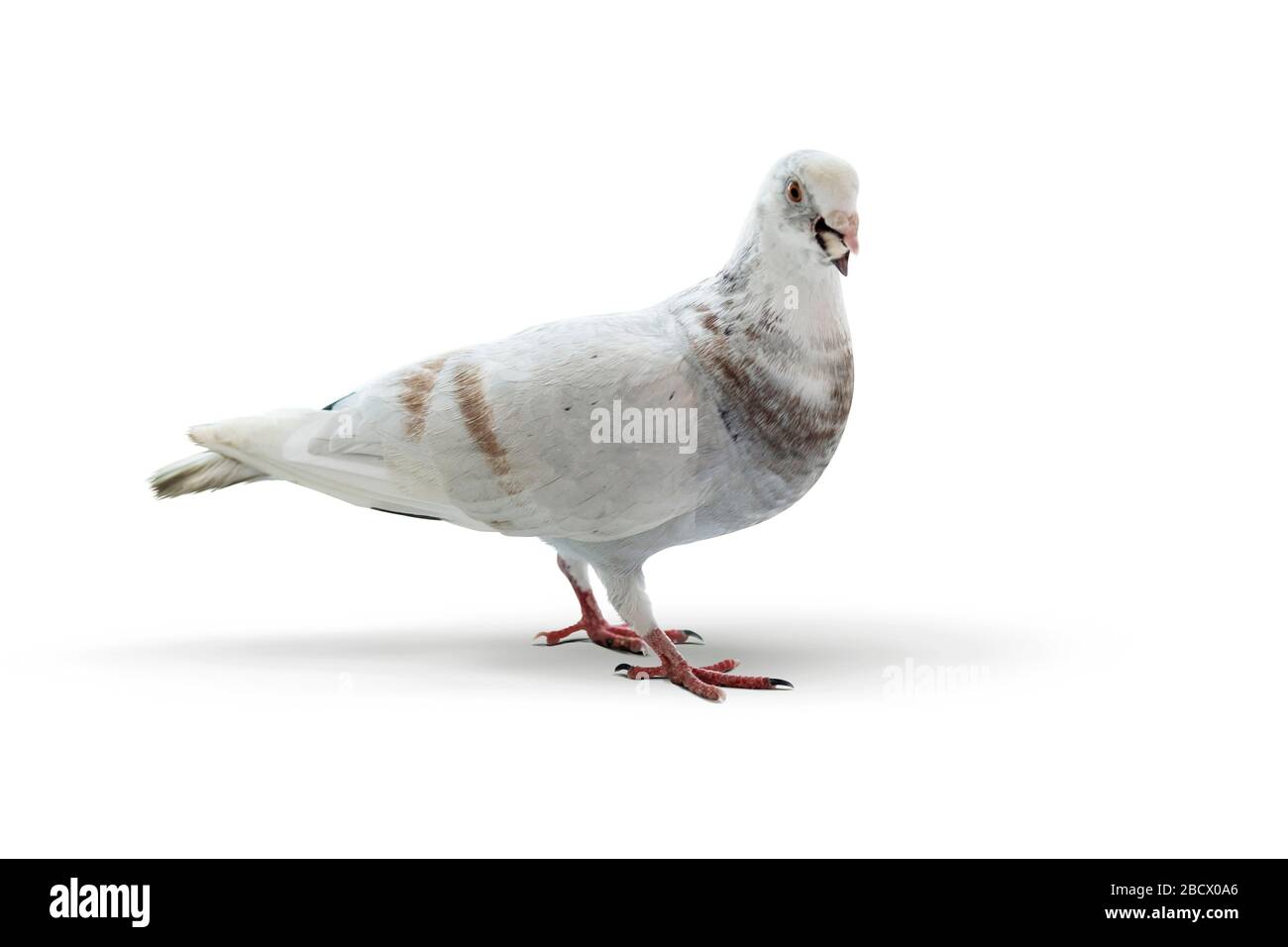 Weiße Taube isoliert auf weißem Grund. Stockfoto