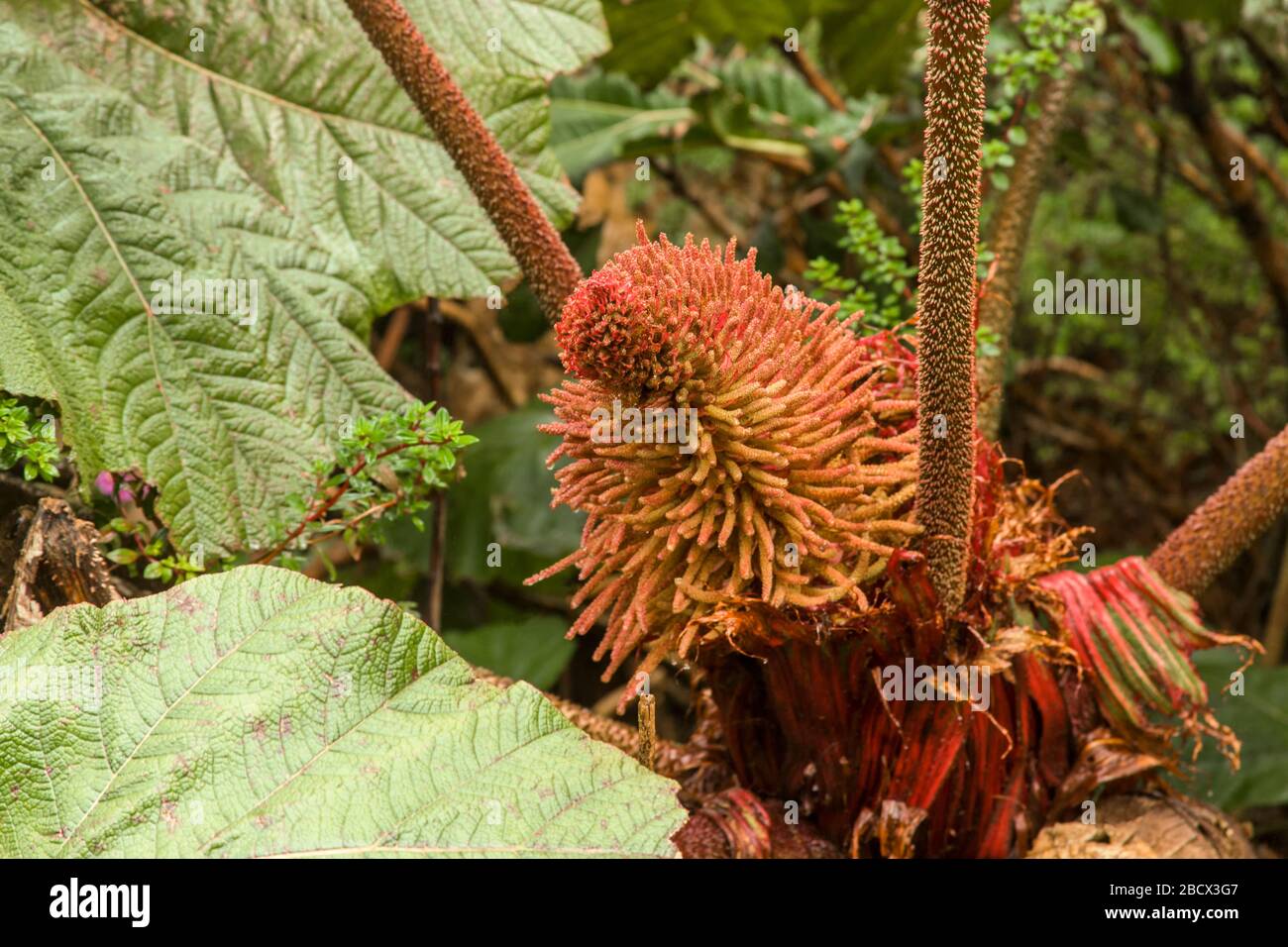 Die Regenschirmpflanze des armen Mannes, Gunnera insignis, eine breit gestelzte Regenwaldbodenpflanze, gehört zur Familie der Rhabarber. Die massiven Blätter sind von Stockfoto