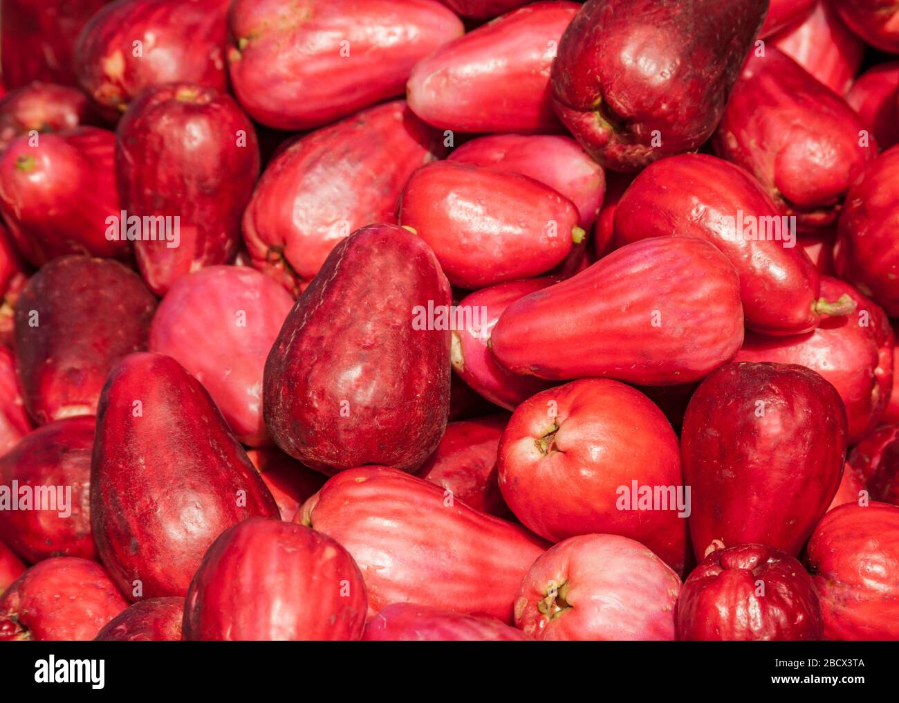 La Garita, Costa Rica. Malaiische Äpfel (Syzygium malaccense) auf einem Bauernmarkt gefunden. Stockfoto