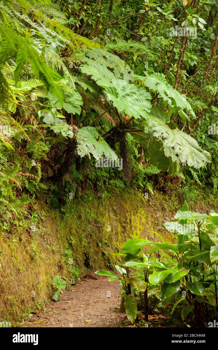 Monteverde-Nationalpark, Costa Rica, Mittelamerika. Die Regenschirmpflanze des armen Mannes neben einem Pfad im Regen, Gunnera insignis, ein breitblättriger r Stockfoto