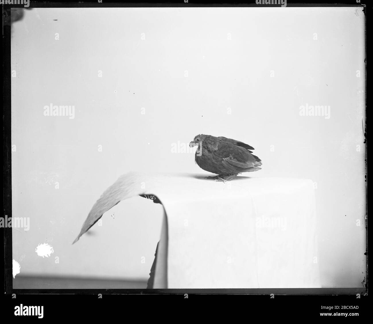 Live Bird Probe auf Hocker. Smithsonian Institution Archives, Acc. 11-007, Box 014, Bild-Nr. MNH-3405Smithsonian Institution Archives Capital Gallery, Suite 3000, MRC 507; 600 Maryland Avenue, SW; Washington, DC 20024-2520 MNH-3405 Stockfoto