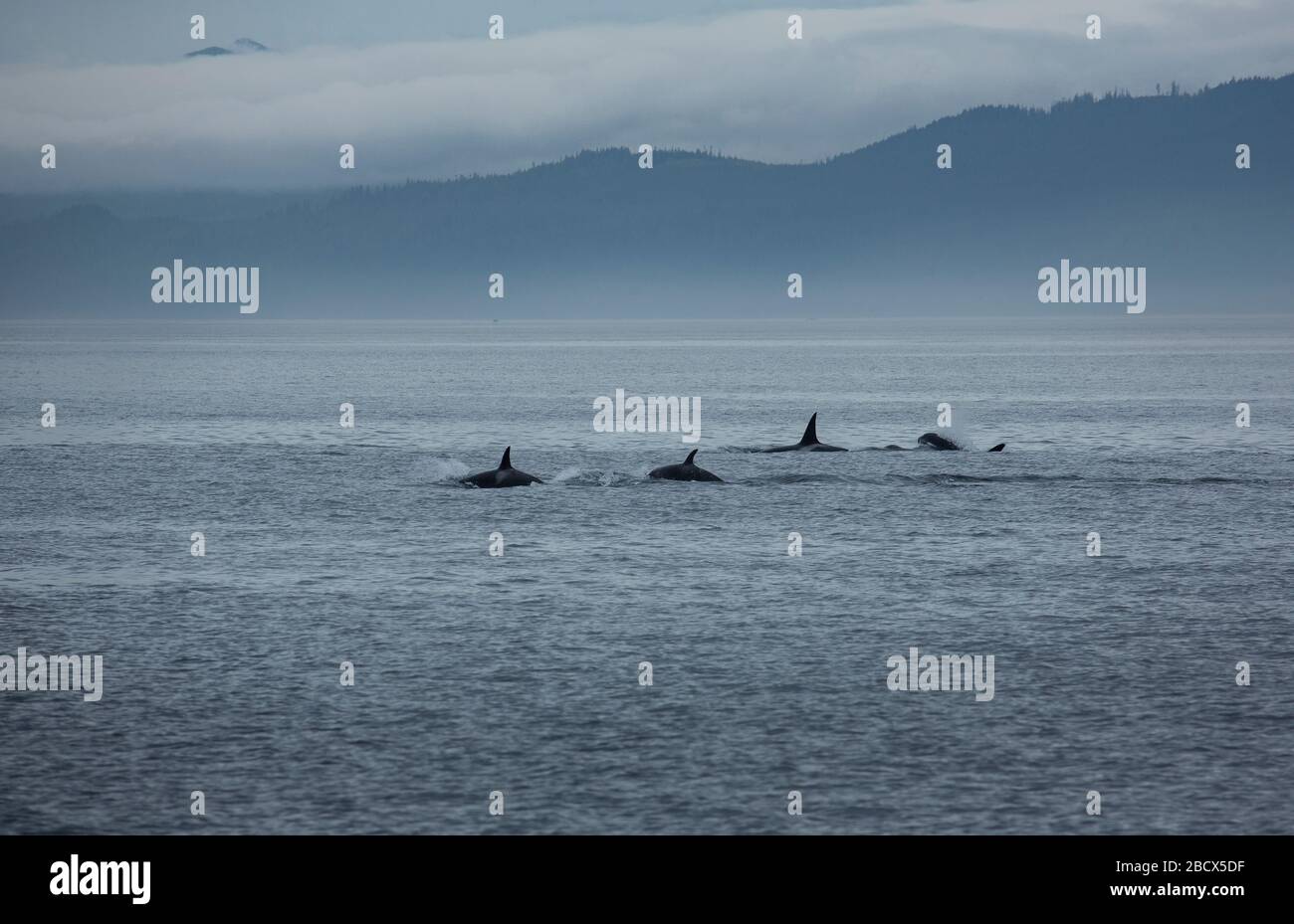 4 transiente Orcas in der Nähe von Vancouver Island Stockfoto