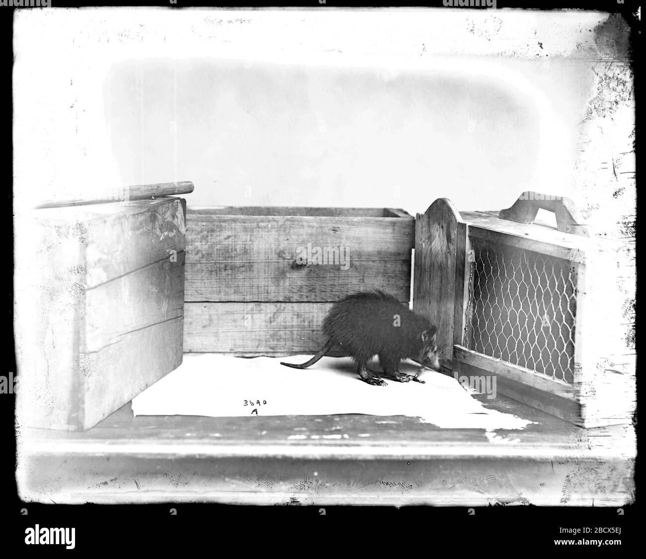 Solenodon durch Kiste. Siehe auch Record Unit 95, Box 49, Ordner 9.Smithsonian Institution Archives, ACC. 11-007, Box 016, Bild-Nr. MNH-3690ASmithsonian Institution Archives Capital Gallery, Suite 3000, MRC 507; 600 Maryland Avenue, SW; Washington, DC 20024-2520 MNH-3690A Stockfoto