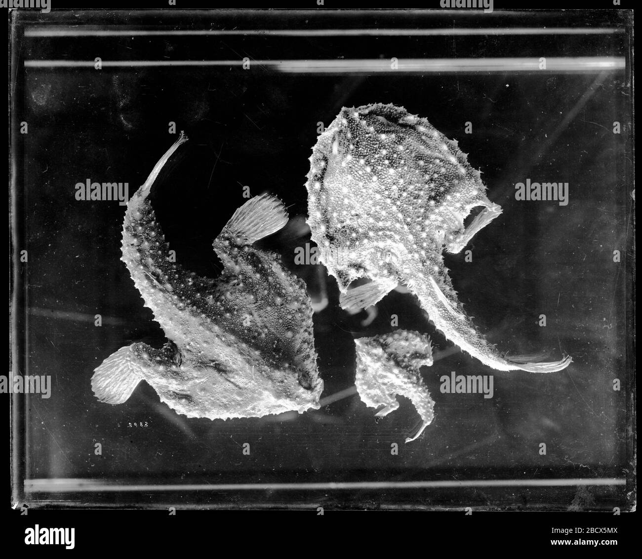 Proben Überziehen. Smithsonian Institution Archives, Acc. 11-007, Box 017, Bild-Nr. MNH-3983Smithsonian Institution Archives Capital Gallery, Suite 3000, MRC 507; 600 Maryland Avenue, SW; Washington, DC 20024-2520 MNH-3983 Stockfoto