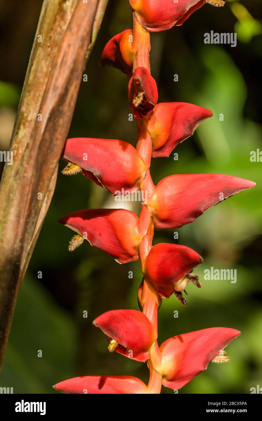 Heliconia-Pflanze wächst wild in Tortuguero, Costa Rica, Mittelamerika. Häufige Namen für die Gattung sind Hummerklauen und Wildgehegen Stockfoto