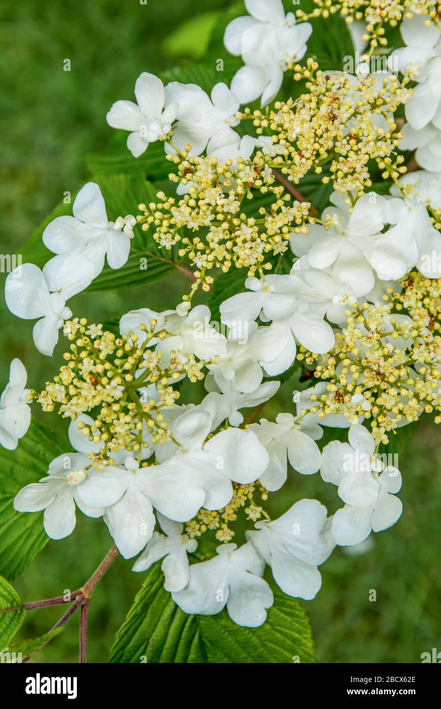 Issaquah, Washington, USA. Doublefile Viburnum Blossoms (Viburnum plicatum) Baum in Blüte, auch bekannt als japanischer Schneeball und Sommer Snowflake tre Stockfoto