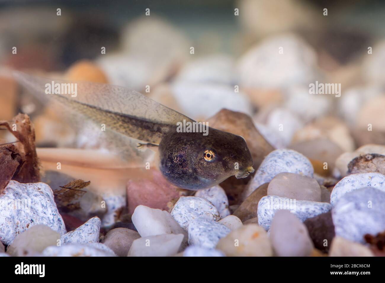 Ein Tadpol (auch Pollywog oder Polliwog genannt) ist das Larvenstadium im Lebenszyklus einer Amphibienart, insbesondere das eines Frosches oder einer Kröte. Sie sind wir Stockfoto