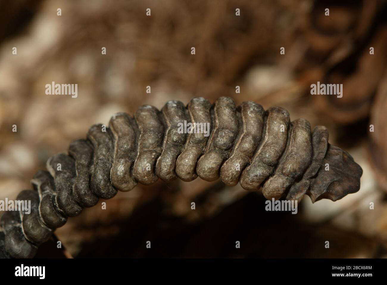 Holzrattlesnake. Spezies: Horridus,Genus: Crotalus,Familie: Viperiden,Ordnung: Squamata,Klasse: Reptilia,Phylum: Chordata,Königreich: Animalia,Reptile,Snake Timber Rattlesnake Stockfoto