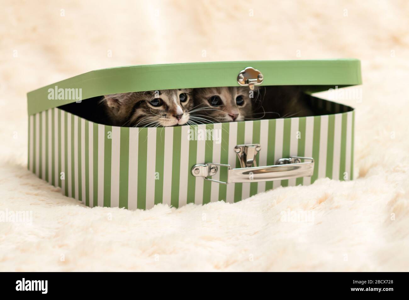 Zwei niedliche Kätzchen gucken aus einer Geschenkbox hinein Die Form eines kleinen Koffers Stockfoto