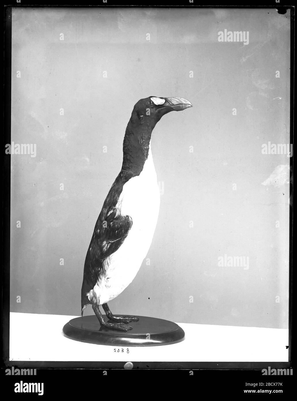 Montiertes Modell von Great Auk. Siehe Jahresbericht des Regentenausschusses, einschließlich USNM, 1892, Platte XXXVII.USNM Kat. Nr. 57338.von C.E. gesammeltes Exemplar Gotz, Insel Eldey, Island, Nordatlantischer Ozean, Juni 1834.AS erste Vorbereitung. Dieses Exemplar wurde später von Taxidermist Nelson R. MNH-5038 umgestaltet Stockfoto