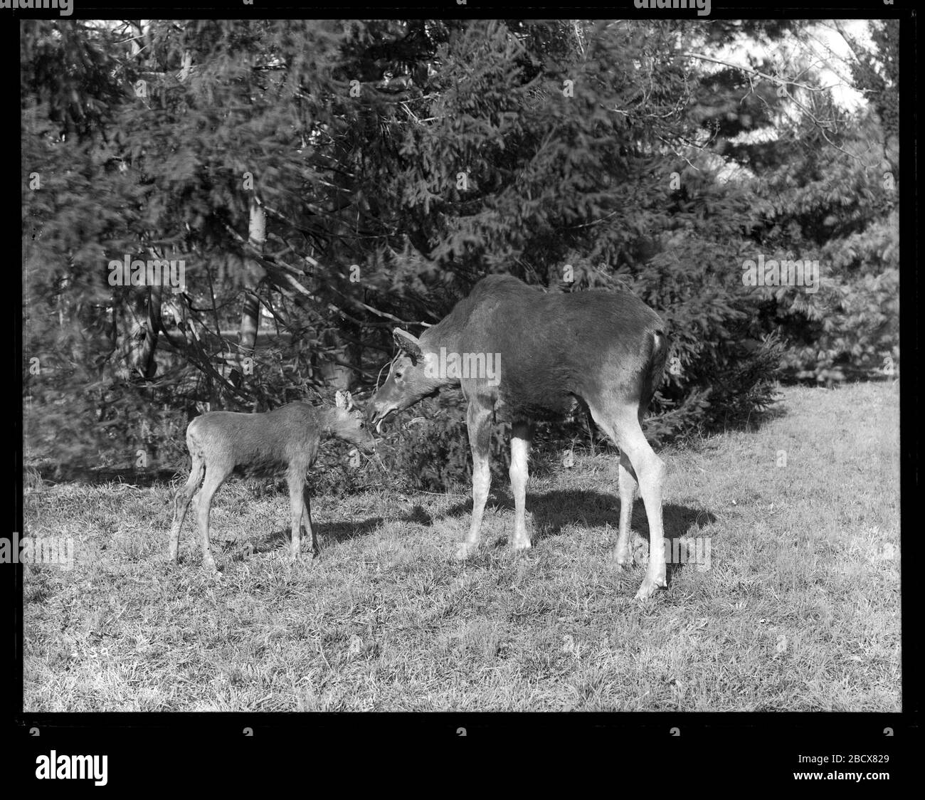 Studienproben für die Taxidermy Moose Group. Kuhmoose mit Wade.Smithsonian Institution Archives, ACC. 11-007, Box 026, Bild-Nr. MNH-5159Smithsonian Institution Archives Capital Gallery, Suite 3000, MRC 507; 600 Maryland Avenue, SW; Washington, DC 20024-2520 MNH-5159 Stockfoto