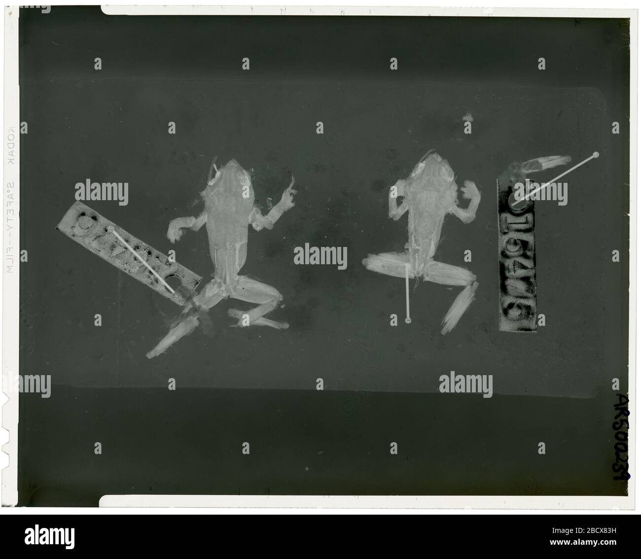 Platymantis vitiensis. Mai 20171 Platymantis vitiensis Stockfoto