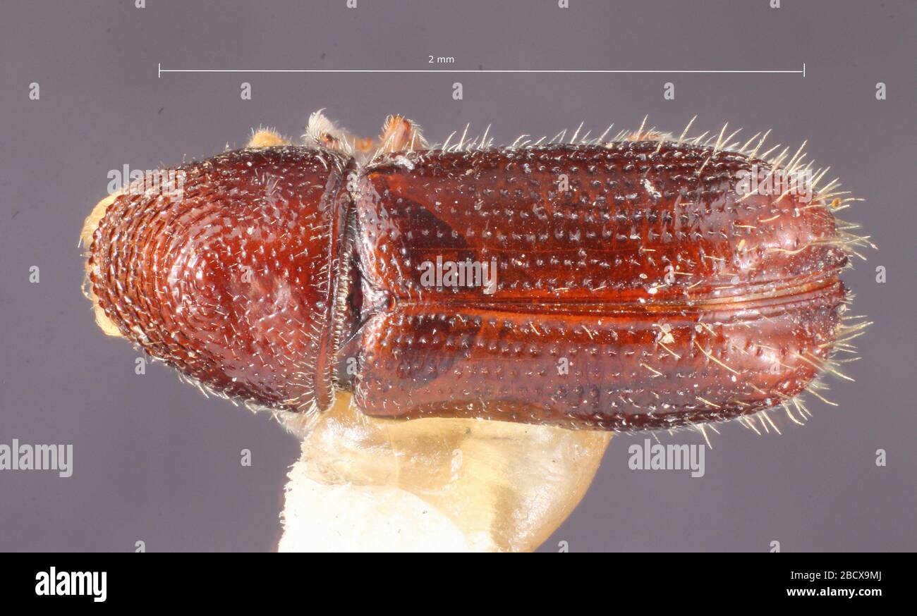 Pityophthorus blackmani. Label: Abies religiosa / 670 Label: Paratyp 55987 (von Pityophthorus rudis blackman)6 Nov 20171 Pityophthorus blackmani Stockfoto