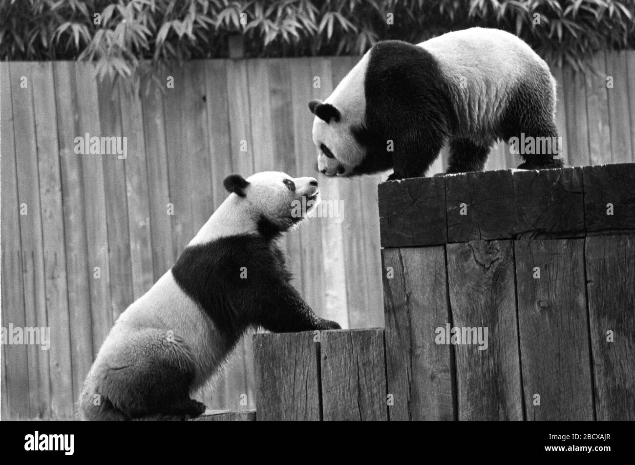 Riesiger Panda. Art: Melanoleuca,Gattung: Ailuropoda,Familie: Ursidae,Ordnung: Carnivora,Klasse: Mammalia,Phylum: Chordata,Königreich: Animalia,Mai 1980,Hsing-Hsing,Ling-Ling,Giant Panda,Bär,horizontal,Panda-Möbel,Hof,draußen,Encounter Giant Panda Stockfoto