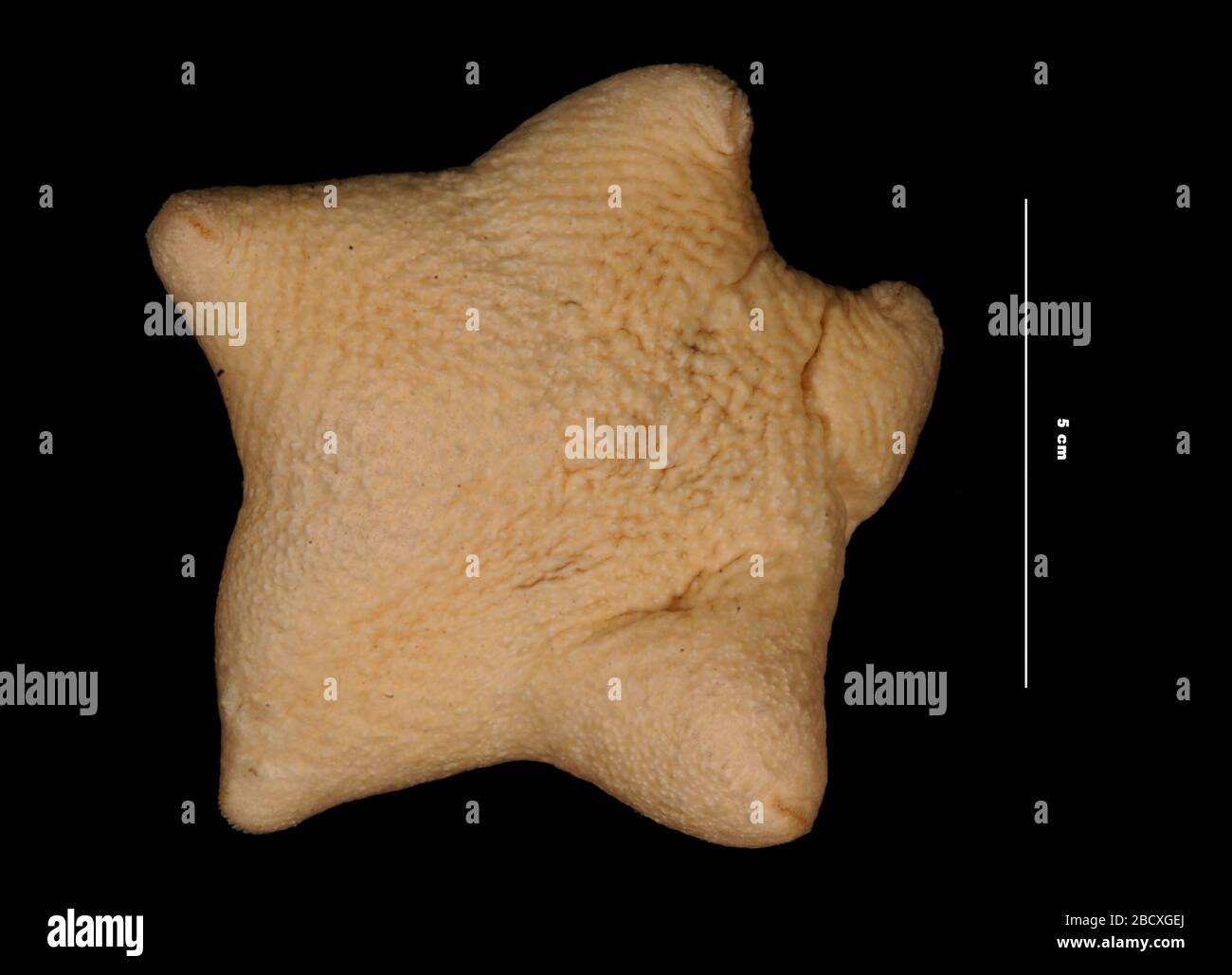 Pteraster tesselatus arcuatus. September 2018MMS 21-BH1 Pteraster tesselatus arcuatus Stockfoto