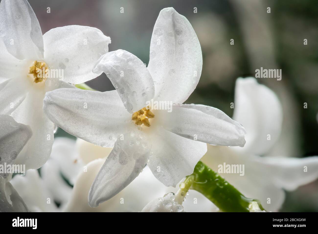 Weiße Hyazinthe im Regen mit Wassertropfen Stockfoto