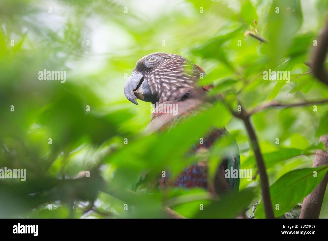 Hawkheaded Parrot. Spezies: Accipitrinus,Genus: Deroptyus,Familie: Psittacidas,Ordnung: Psittaciformes,Klasse: Aves,Phylum: Chordata,Königreich: Animalia,Habichtskopf-Papagei,Rot-Fan-Papagei,Papagei,Vogel,Amazonia Hawkheaded Parrot Stockfoto