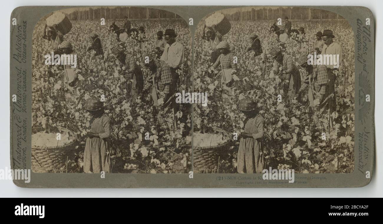 Cotton ist King Plantation Scene Georgia. Ein stereoskopisches Schwarzweißfoto, das eine Gruppe von Männern, Frauen und Kindern darstellt, die Baumwolle auf einem Feld pflücken. Im Hintergrund ist ein weißer Mann auf einem Pferd zu sehen, der die Gruppe beobachtet. Cotton ist King Plantation Scene Georgia Stockfoto