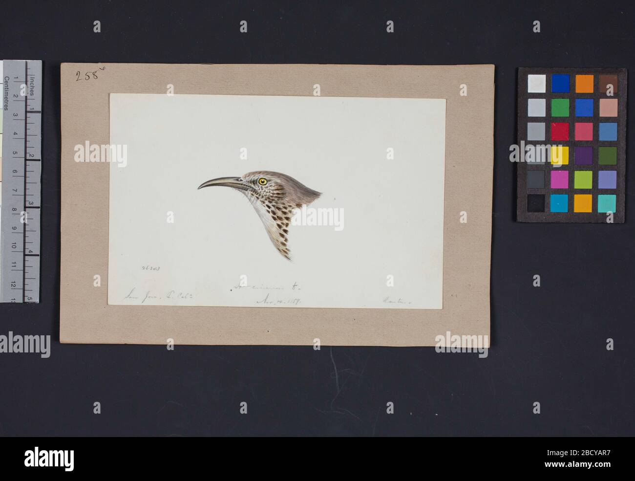 Robert Ridgway Bird Head Zeichnung 258x. Diese Zeichnung oder Gravuren von Vogelköpfen wurde in Spencer F. Robert Ridgway Bird Head Drawing 258x verwendet Stockfoto