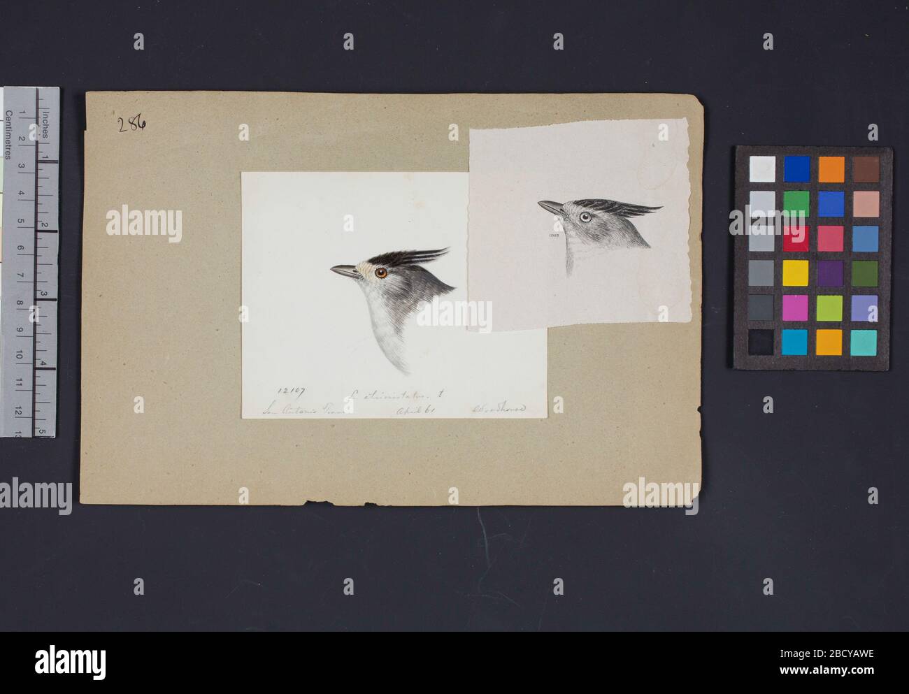 Robert Ridgway Bird Head Zeichnung 286. Diese Zeichnung oder Gravuren von Vogelköpfen wurde in Spencer F. Robert Ridgway Bird Head Drawing 286 verwendet Stockfoto