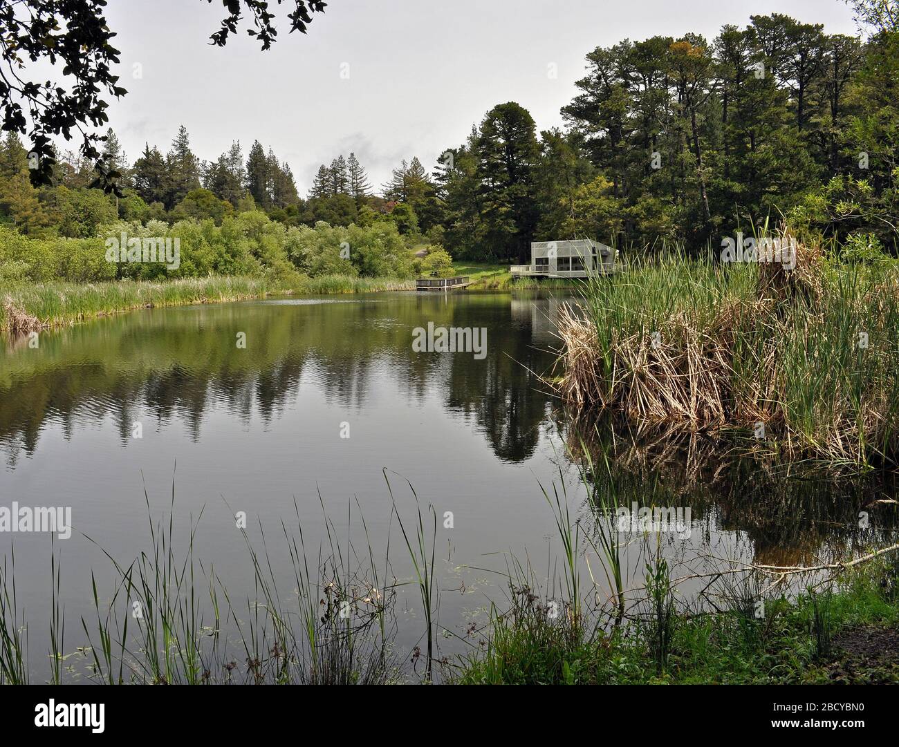 David C. Daniels Nature Center, Alpine Pond, Mid-Peninsula Regional Open Space District, Kalifornien Stockfoto